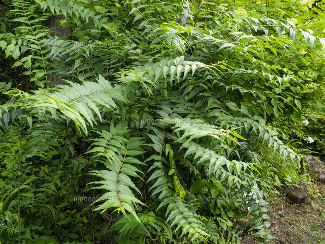 日本三大猛毒植物の1つ「ドクウツギ」の葉。 学名：Coriaria japonica