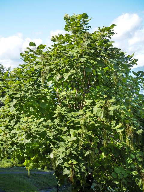 長い果実を垂らした キササゲ 学名 Catalpa Ovata の写真素材 イラスト素材 アマナイメージズ