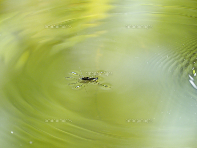 溜池の水面で アメンボ の交尾 学名 Aquarius Paludum の写真素材 イラスト素材 アマナイメージズ