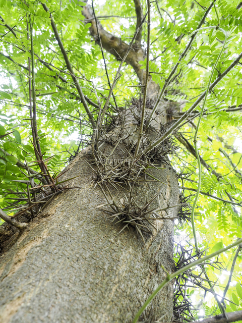 サイカチ の幹の鋭く大きい棘 若葉は食用になる 学名 Gleditsia Japonica の写真素材 イラスト 素材 アマナイメージズ