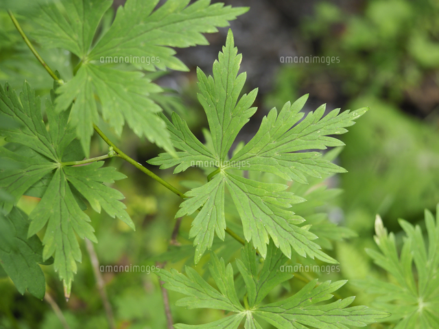 猛毒植物 トリカブト ヤマトリカブト の葉 学名 Aconitum Japonicum の写真素材 イラスト素材 アマナイメージズ