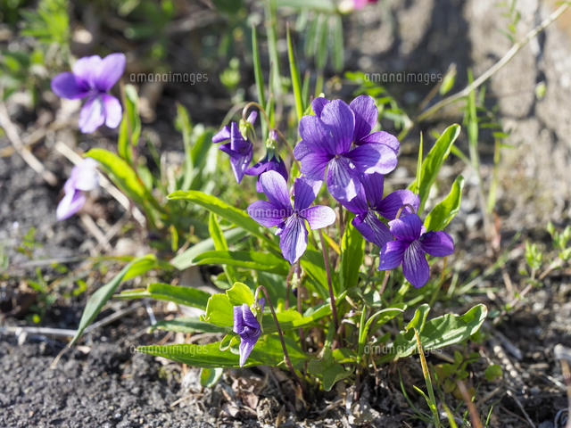 スミレ』の花。学名：Viola mandshurica[32203014277]の写真・イラスト