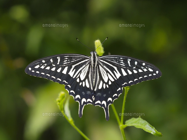 豆菊*和花の面影に遊ぶアゲハ蝶＊優雅な気品を奏でる*訪問着♪32