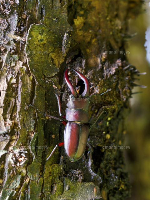 ヤナギの樹液を吸う『ノコギリクワガタ（Prosopocoilus inclinatus