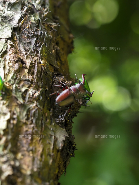 ヤナギの樹液を吸う『ノコギリクワガタ（Prosopocoilus inclinatus
