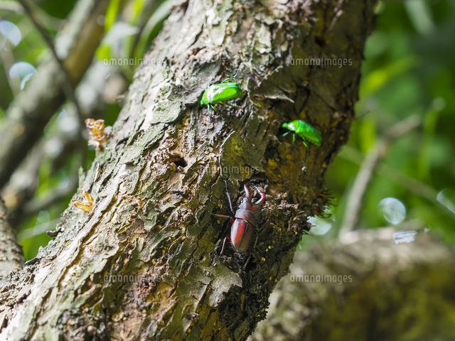ヤナギの樹液を吸う『ノコギリクワガタ（Prosopocoilus inclinatus