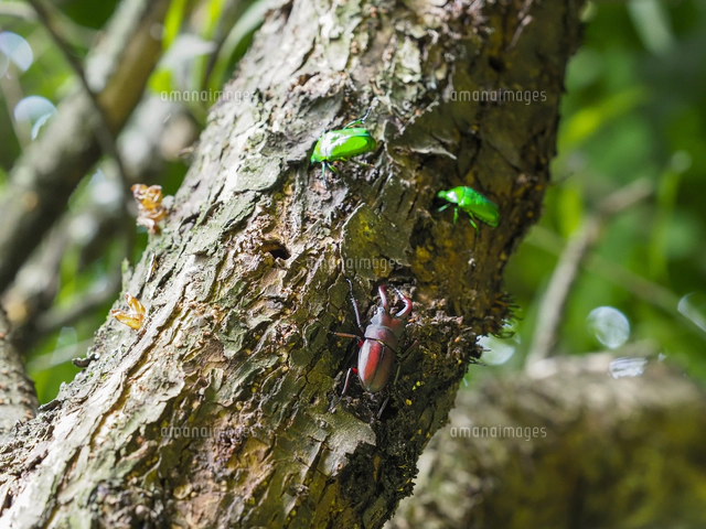 ヤナギの樹液を吸う『ノコギリクワガタ（Prosopocoilus inclinatus