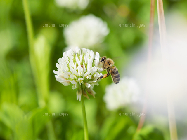 シロツメクサの花の蜜を求めて。『ニホンミツバチ（トウヨウミツバチ