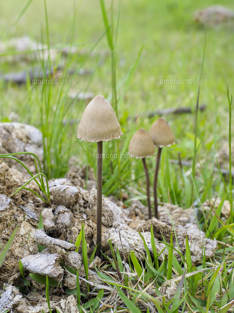 放牧場の牛糞に発生した『ワライタケ』 学名：Panaeolus papilionaceus