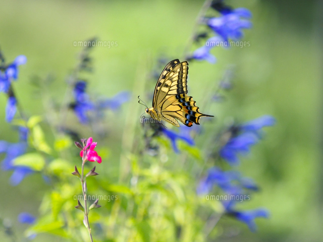 チェリーセージの蜜を求めて飛ぶ『キアゲハ』 学名：Papilio machaon