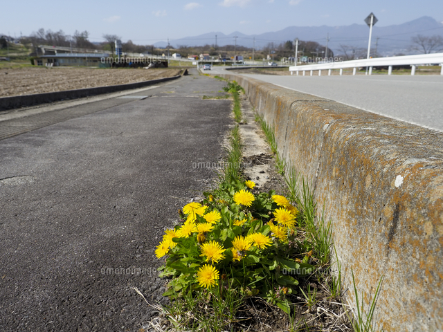 コンクリートの隙間から咲く、根性たんぽぽ。『タンポポ』の花 学名