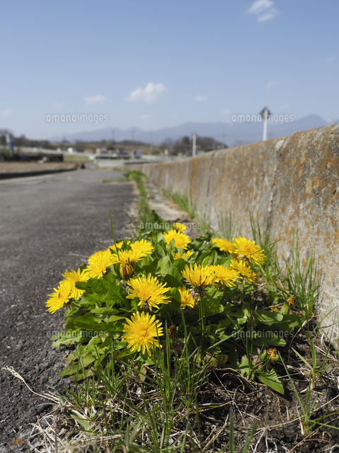 コンクリートの隙間から咲く、根性たんぽぽ。『タンポポ』の花 学名