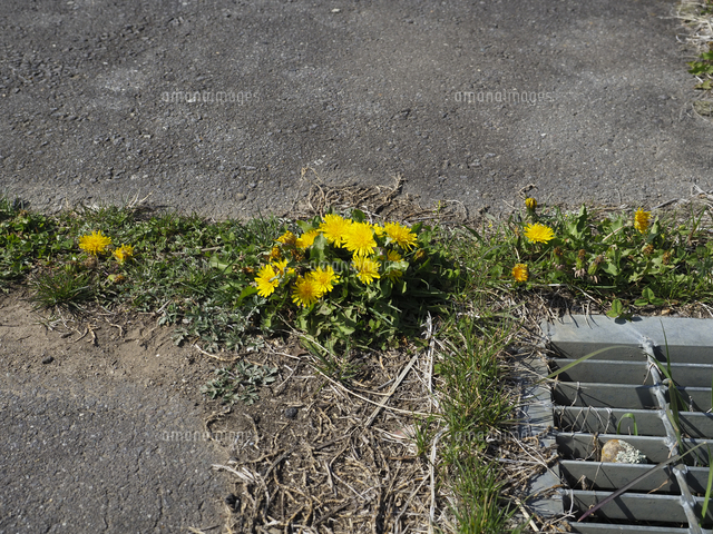 No.143天然石ライラックオニキス　タンポポカット 選べる13種 NEW天然石追加 ミニサイズ ぷっくり星型タンブル 1個売り