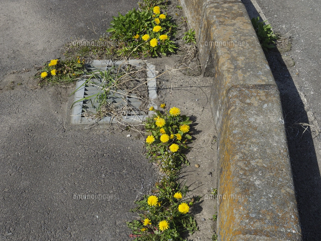 たんぽぽ コンクリートの隙間から咲く、根性たんぽぽ。『タンポポ』の花 学名