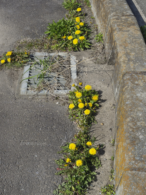 コンクリートの隙間から咲く、根性たんぽぽ。『タンポポ』の花 学名