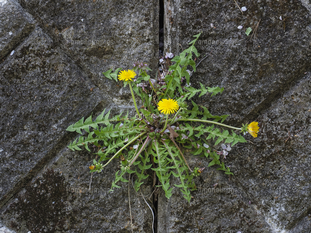 コンクリートの隙間から咲く、根性たんぽぽ。『タンポポ』の花 学名