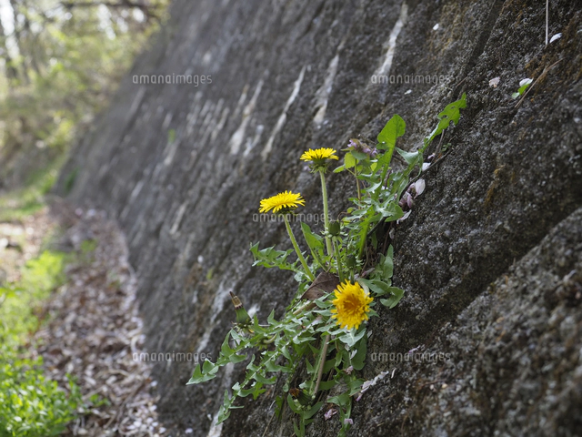 コンクリートの隙間から咲く、根性たんぽぽ。『タンポポ』の花 学名