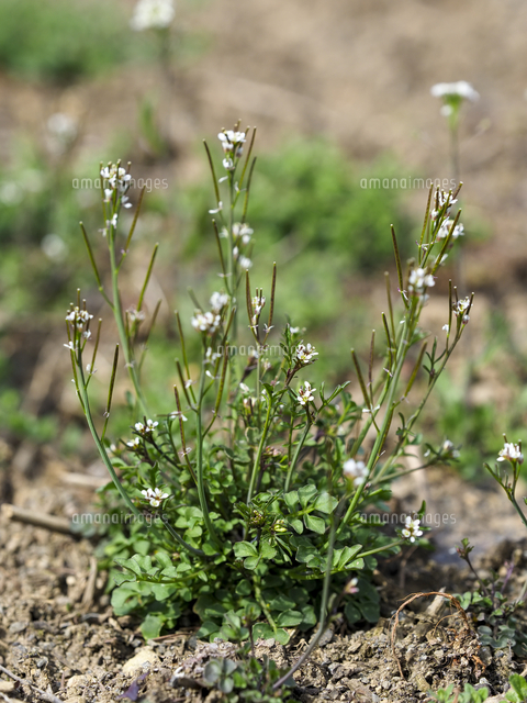 タネツケバナ』の花。 学名：Cardamine scutata[32203015346]の写真