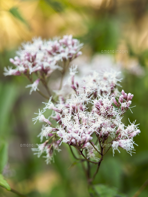 秋の七草。『フジバカマ』の花。 学名：Eupatorium japonicum