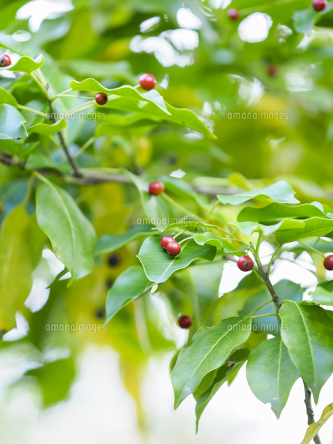 常緑の緑に映える『ソヨゴ』の赤い実。不味く食用にならない。 学名