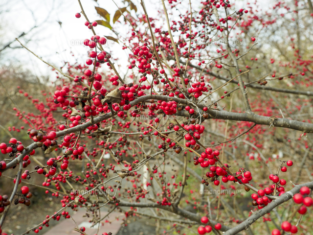 風情抜群。山採りウメモドキ。 ウメモドキ | Ilex serrata | かぎけん花図鑑