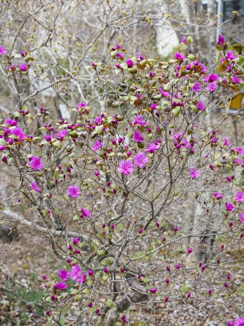 エゾムラサキツツジ』の花。自生地は北海道のみ。 学名：Rhododendron