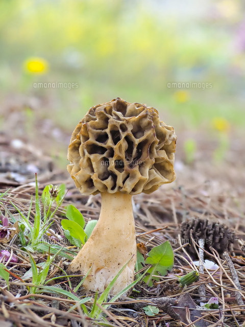 桜咲く、春の公園に発生した『アミガサタケ』 学名：Morchella