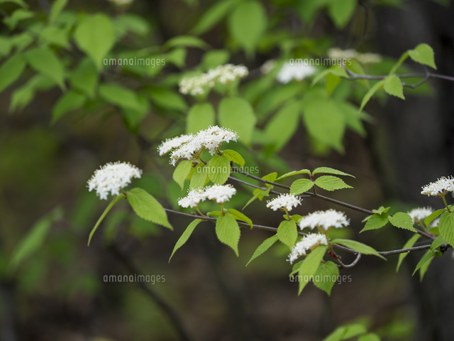 コバノガマズミ』の花。近縁のガマズミと同様、秋の赤い実は果実酒に