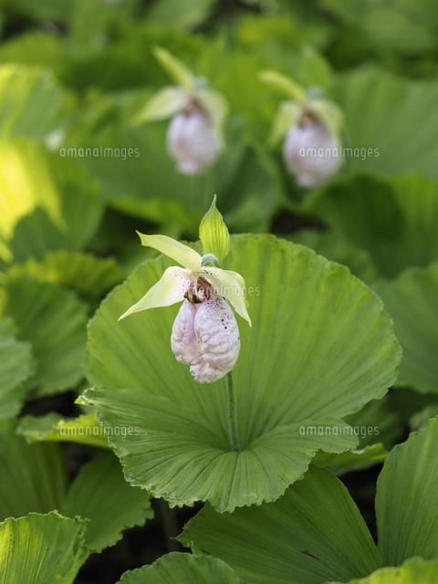 植物園で展示栽培『クマガイソウ/Cypripedium jaonicum』。野生では