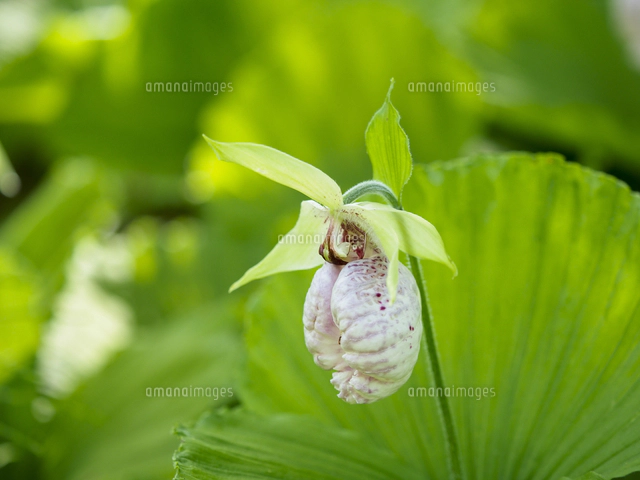 植物園で展示栽培『クマガイソウ/Cypripedium jaonicum』。野生