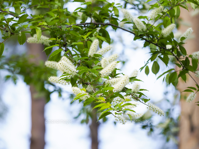 ウワミズザクラ（Padus grayana）』桜餅様の芳香あり食用、花は天ぷら