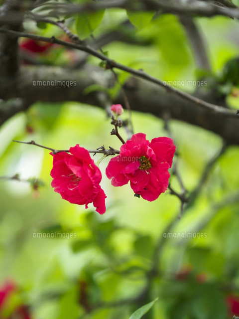 ボケ』の花。八重咲き品種。 学名：Chaenomeles speciosa[32203016709
