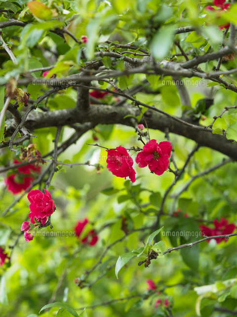 ボケ』の花。八重咲き品種。 学名：Chaenomeles speciosa[32203016706