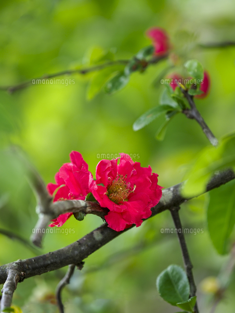 ボケ』の花。八重咲き品種。 学名：Chaenomeles speciosa[32203016708