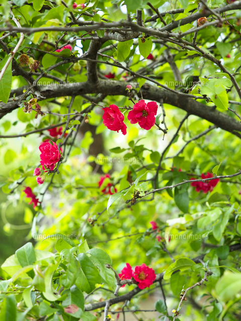 ボケ』の花。八重咲き品種。 学名:Chaenomeles speciosa[32203016709 ボケ』の花。八重咲き品種。 学名:Chaenomeles speciosa[32203016709