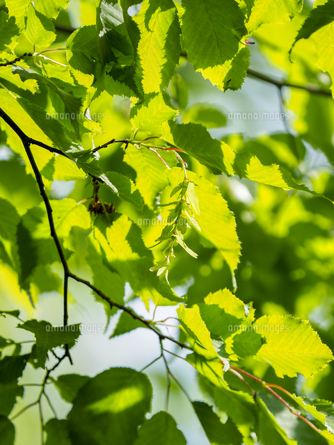 初夏の強烈な日差し照らされた『アカシデ』の果穂。 学名：Carpinus
