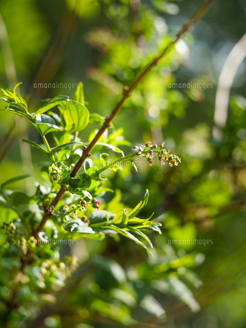 日本三大猛毒植物の一つ『ドクウツギ（Coriaria japonica）』雌花