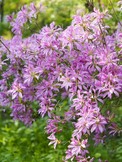 ハナグルマ（Rhododendron macrosepalum cv. Hanaguruma