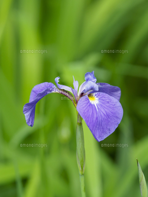 キリガミネヒオウギアヤメ（Iris setosa var. hondoensis