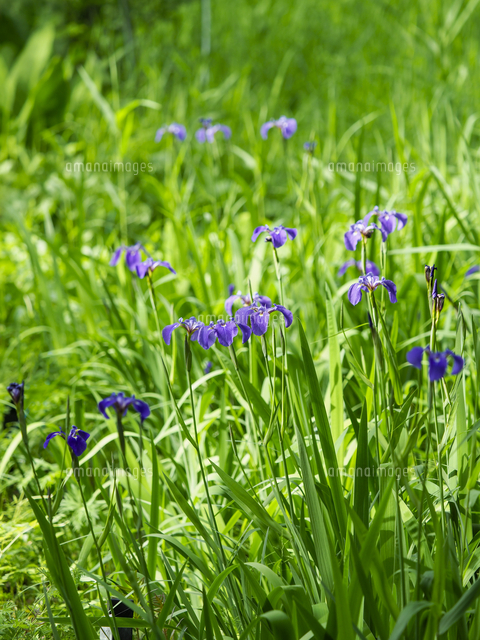 キリガミネヒオウギアヤメ（Iris setosa var. hondoensis