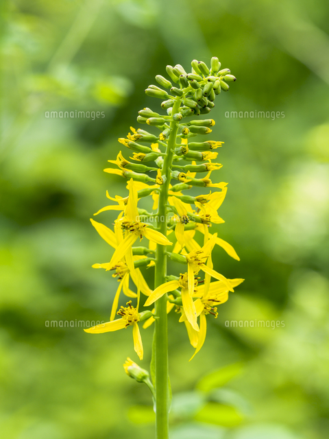 山野草 海浜植物 イヌハギ 希少種 大株 Zak_Gassai-Bukuro - Bloguru