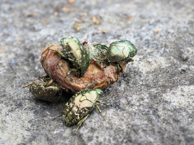 腐ったモモに群れる『シロテンハナムグリ』 学名：Protaetia