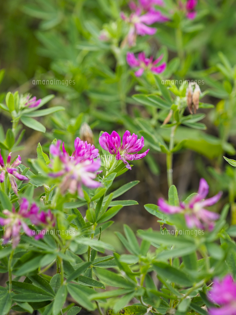 シャジクソウ』の花。本州では分布がやや限定的。 学名：Trifolium