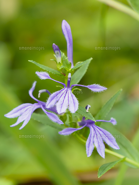 サワギキョウ（Lobelia sessilifolia）』の花。横溝正史の推理小説 
