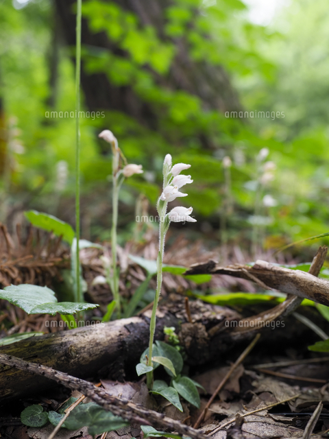 錦蘭ミヤマウズラ「 ガクナン」★山野草 花 野生蘭 斑入 ラン 珍品 原種★ ｜charm（山野草）ミヤマウズラ（深山鶉、錦蘭）（１ポット
