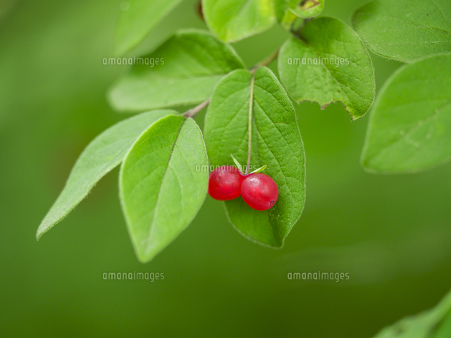 コウグイスカグラ（チチブヒョウタンボク Lonicera ramosissima