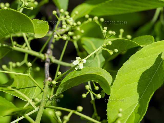 マユミ」の花と蕾。若葉は山菜。実は有毒。学名：Euonymus