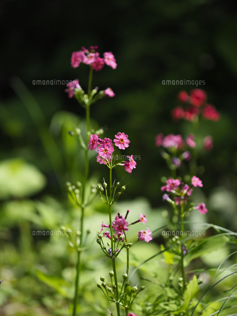 クリンソウ」の花。学名：Primula japonica[32203017585]の写真