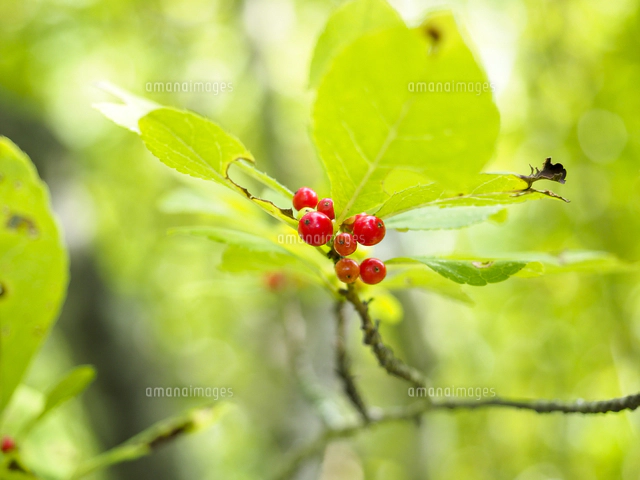 食用にはならないが小鳥には人気「フウリンウメモドキ」の赤い実