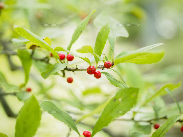 食用にはならないが小鳥には人気「フウリンウメモドキ」の赤い実